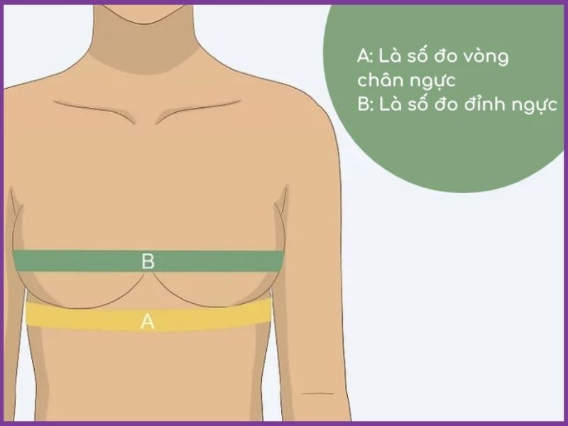 Chân ngực là gì? Cách đo vòng chân ngực mua áo lót chuẩn size